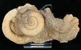 Dactylioceras Ammonite Cluster - Germany #11187-1